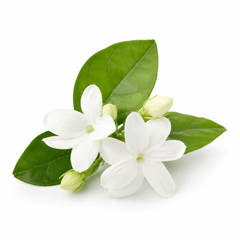 jasmin
