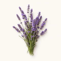 Lavender mont blanc