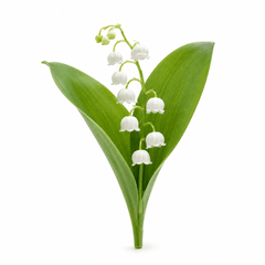 Lily of the valley