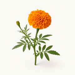 marigold