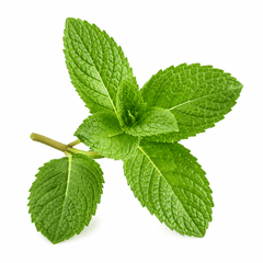 Spearmint