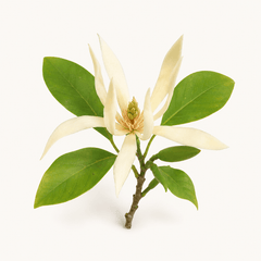 white magnolia